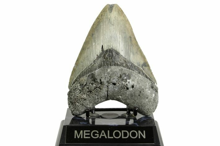 Serrated, Fossil Megalodon Tooth - North Carolina #372378